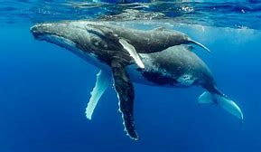 Image result for Humpback Whale with Calf
