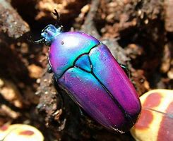Image result for Pretty Bugs