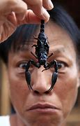 Image result for Scary Scorpion