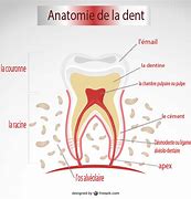 Image result for Anatomie Des Dents