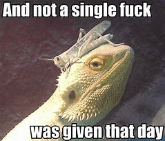 Image result for Bearded Dragon Memes Clean