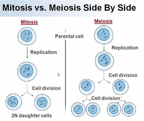Notable Differences Between Mitosis and Meiosis