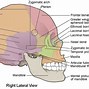Image result for Dent in the Middle of the Bridge of a Nose