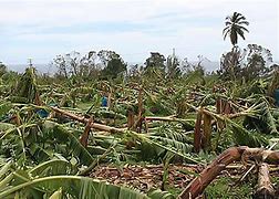 Image result for Hurricane Effects On Plants