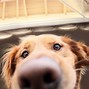 Image result for Silly Nose