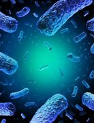 Image result for Bakteri Listeria Monocytogenes