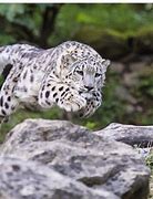 Image result for Clouded Leopard Attack