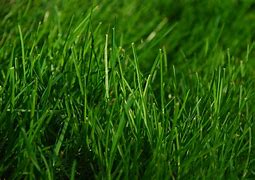 Image result for Grass Seed Packets