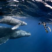 Image result for Humpback Whale with Calf