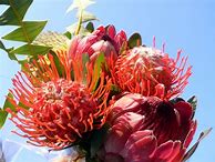 Image result for African Flower Arrangements
