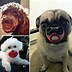 Image result for Weird Dog Toys