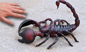 Image result for Coolest Scorpion