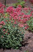 Image result for Tall Pink Perennial Flowers