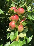 Image result for apple tree