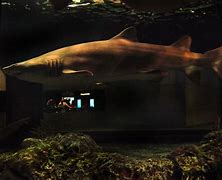Image result for Baltimore Aquarium Sharks