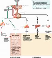 Image result for Acute Stress Response