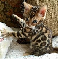 Image result for Cute Bengal Kittens