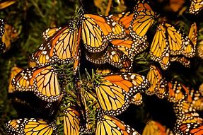 Image result for Butterfly Migration
