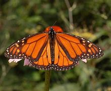 Image result for Butterfly Wings Drawing