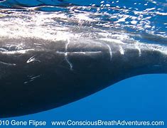 Image result for Male Humpback Whale