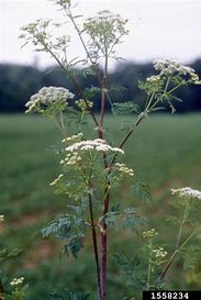Image result for poison hemlock pictures