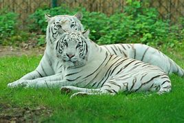 Image result for White Puma Hoodie with Tiger