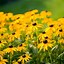 Image result for Perennial Flowers Plants