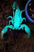 Image result for Scorpion Glow