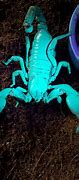 Image result for Scorpions That Glow