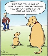 Image result for Funny Dog Training