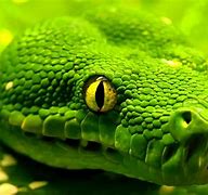 Image result for Cool Snake Wallpapers