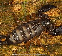Image result for Pregnant Scorpion