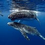 Image result for Humpback Whale Swimming
