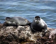 Image result for Caspian Seal Strengths