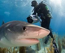 Image result for Fear of Sharks