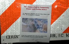 Image result for Pico Canyon Park mountain lion attack