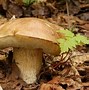 Image result for Bolete Fungi