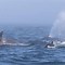 Image result for Humpback whales orcas clash Salish