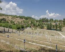 Image result for Croatian Serbian War Cemetery