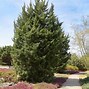 Image result for Show Variety of Ornamental Evergreen