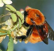 Image result for Bee Character