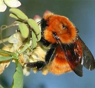 Image result for Cute Bee