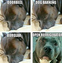 Image result for Pitbull Dog Memes