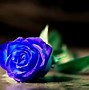 Image result for Most Beautiful Blue Roses
