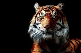 Image result for Nightcore Cool Tiger Wallpaper