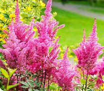 Image result for Perennials with White Flowers