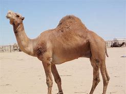 Image result for Saudi Arabia Animals
