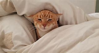 Image result for Cat That Just Woke Up