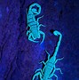 Image result for Fluorescent Scorpion
