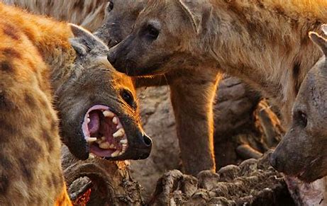 Image result for wild hyenas images